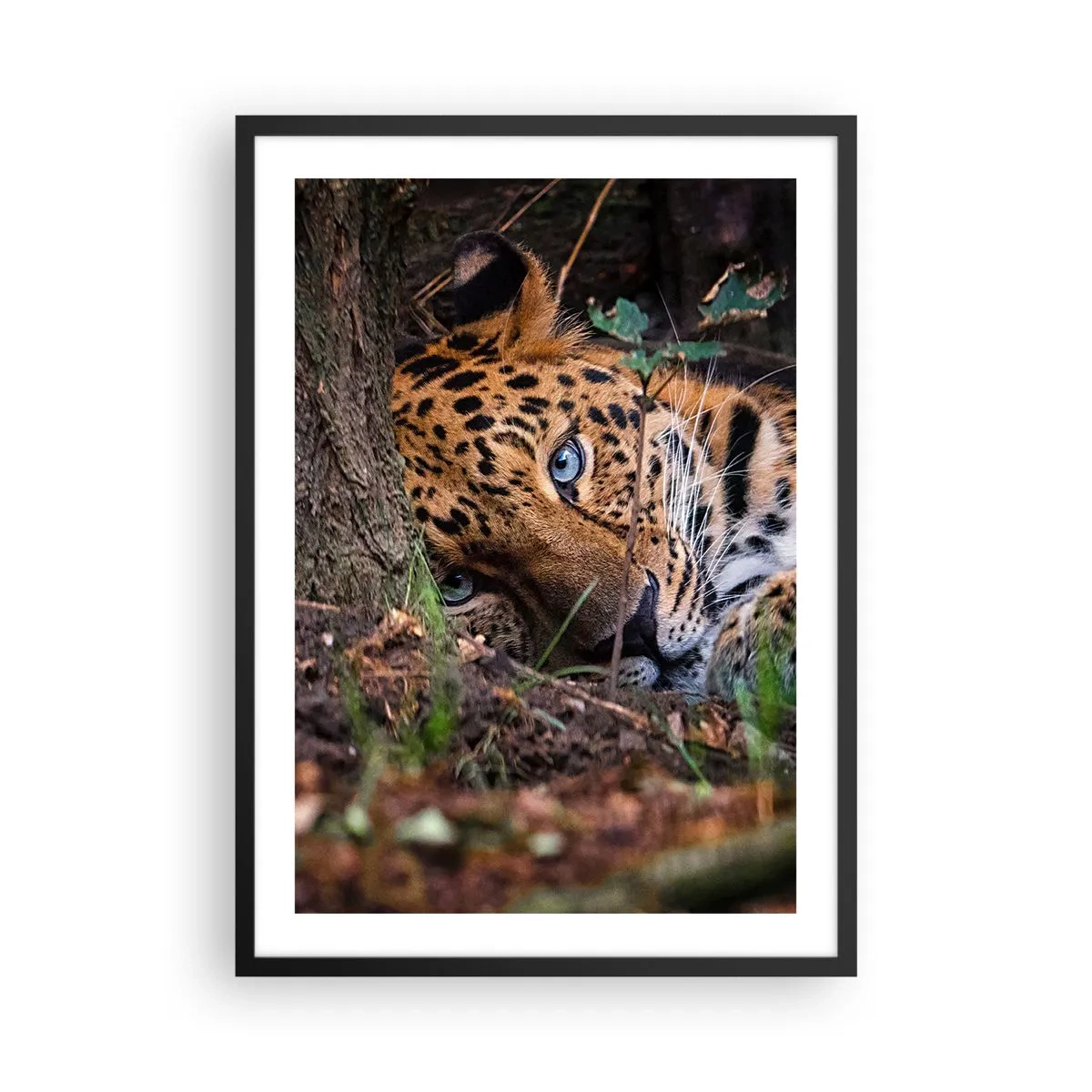 Poster in cornice nera - Un leopardo sdraiato con intensi occhi blu - 50x70cm - Fidati di me - Decorazione murale moderna per soggiorno e camera da letto ARTTOR