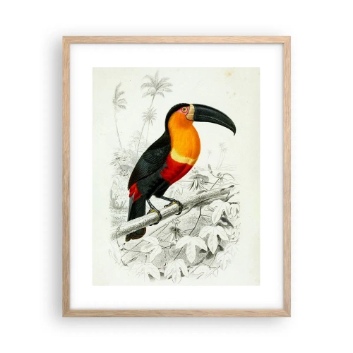 Poster in cornice rovere chiaro - Colori di uccelli - 40x50 cm