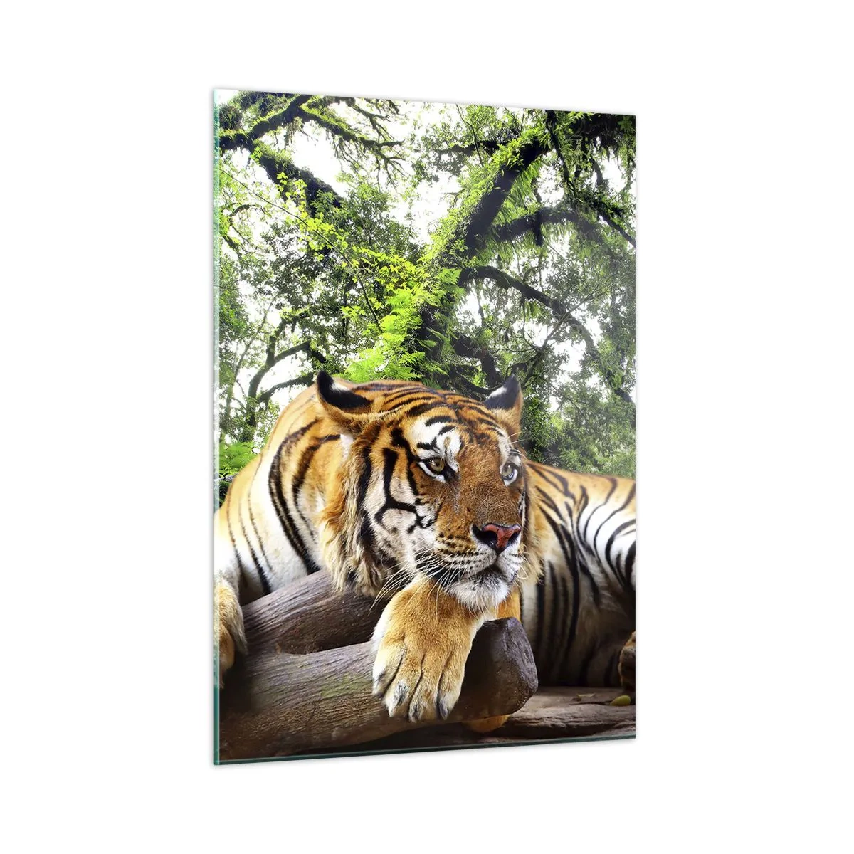 Quadro su vetro - Una tigre che riposa in una verde foresta tropicale - 50x70cm - Con espressioni di stima - Decorazione murale moderna per soggiorno e camera da letto ARTTOR