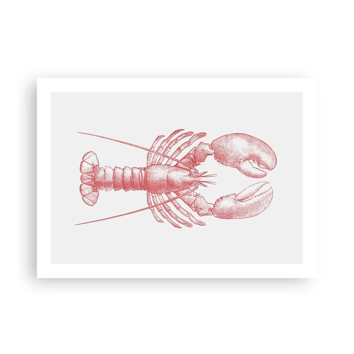 Poster - Aragosta d'agosto - 70x50 cm