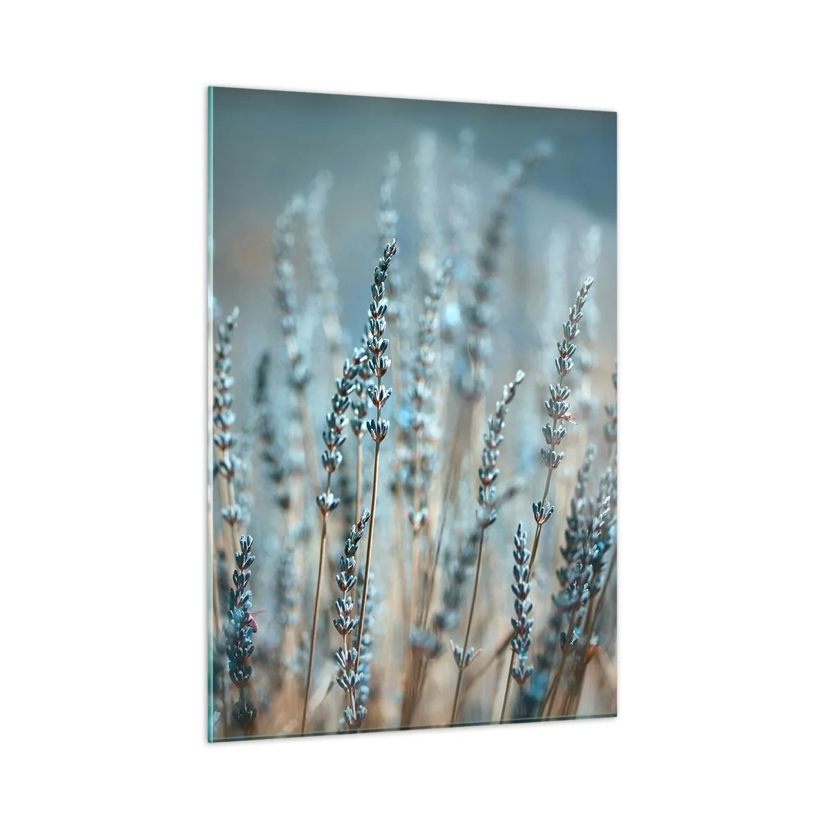 Quadro su vetro - Un campo di lavanda in una luce soffusa e fresca - 50x70cm - Campo profumato - Decorazione murale moderna per soggiorno e camera da letto ARTTOR