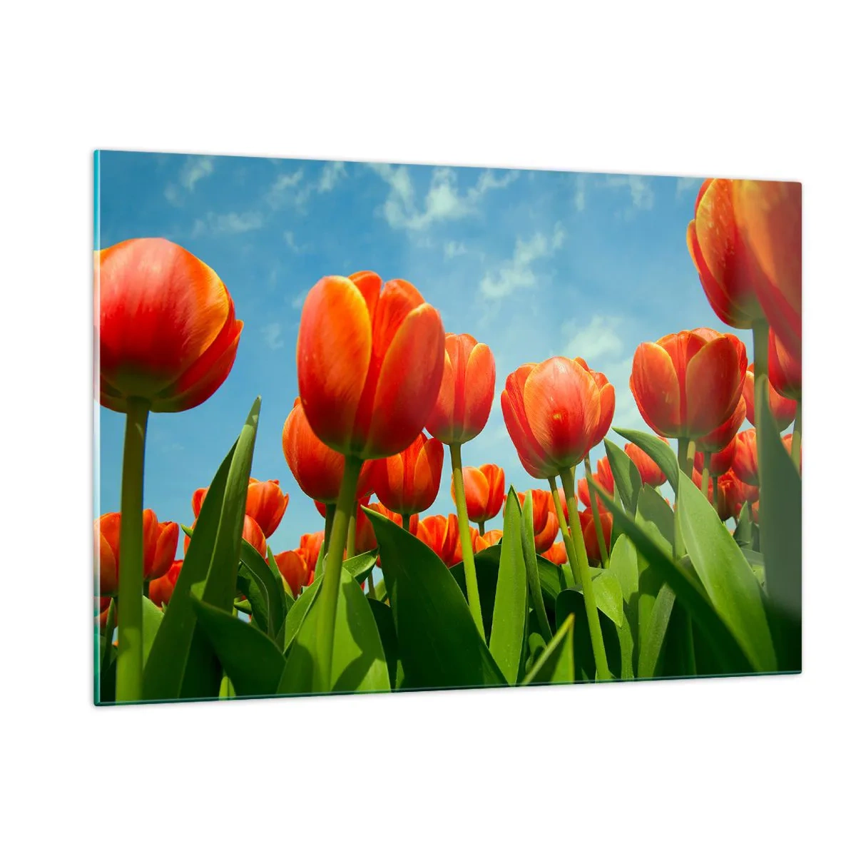 Quadro su vetro - Un campo di tulipani rossi sotto un cielo azzurro - 120x80cm - A loro non serve nulla oltre al cielo azzurro - Decorazione murale moderna per soggiorno e camera da letto ARTTOR