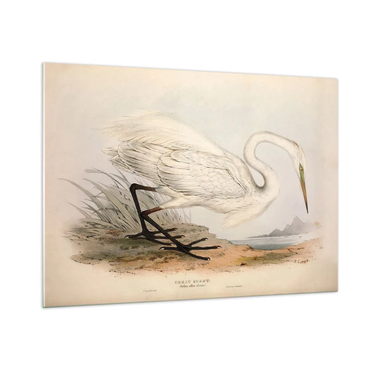 Quadro su vetro - Illustrazione d'epoca di un airone bianco in riva all'acqua - 100x70cm - La signora nel canneto - Decorazione murale moderna per soggiorno e camera da letto ARTTOR