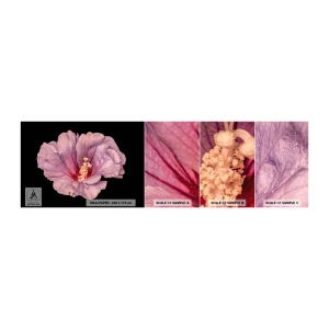 Campione di Fotomurale Adesivo Deluxe Sticker - Dritto al cuore - Fiore, Pezzo, Grafica - 100x30 cm