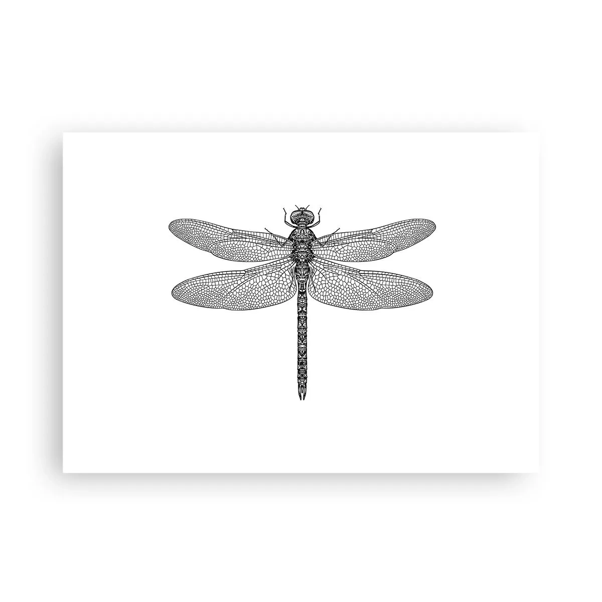 Poster - La precisione della natura - 70x50 cm