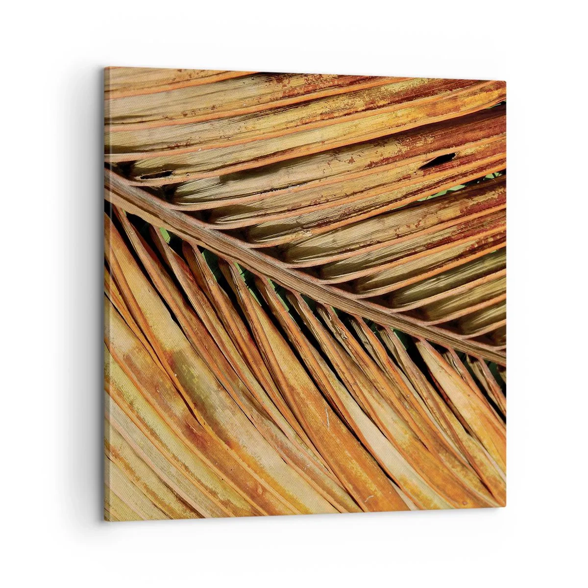 Quadro su tela - Stampe su Tela - Oro di cocco - 60x60 cm