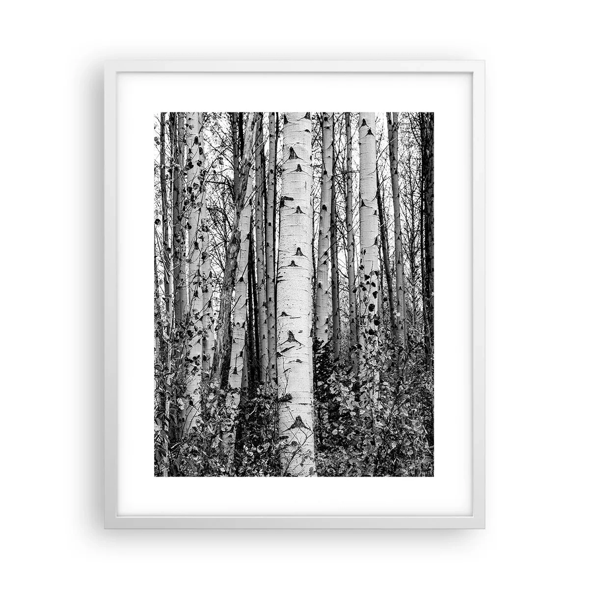 Poster in cornice bianca - Colonnato di betulle - 40x50 cm