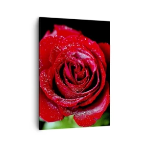 Quadro su tela - Stampe su Tela - Una rosa rossa ricoperta di gocce di rugiada su uno sfondo nero. - 50x70cm - Ecco l'amore - Decorazione murale moderna per soggiorno e camera da letto ARTTOR