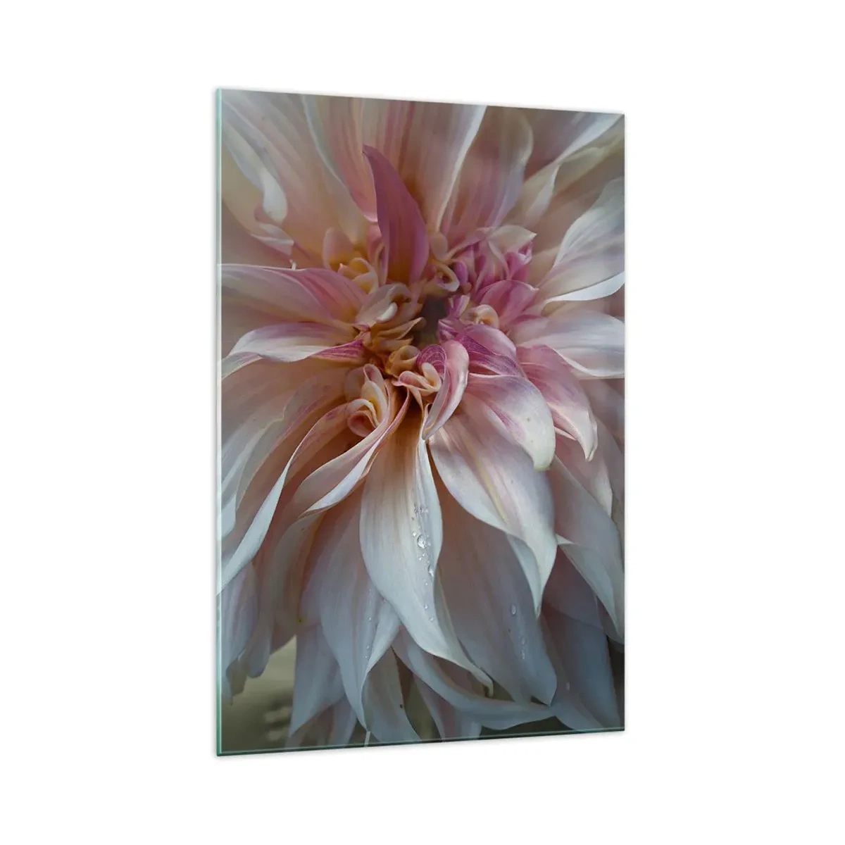 Quadro su vetro - Primo piano di delicati petali di fiori rosa con gocce d'acqua - 70x100cm - Freschezza in fiore - Decorazione murale moderna per soggiorno e camera da letto ARTTOR