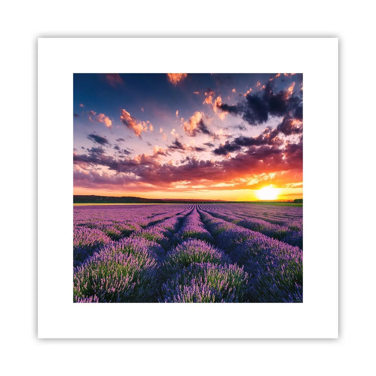Poster - Il mondo della lavanda - 30x30 cm