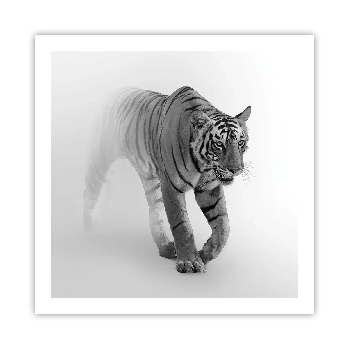 Poster - Incantato nella nebbia - 60x60 cm