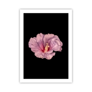 Poster - Delicato fiore di ibisco rosa su sfondo nero - 50x70cm - Dritto al cuore - Decorazione murale moderna per soggiorno e camera da letto ARTTOR