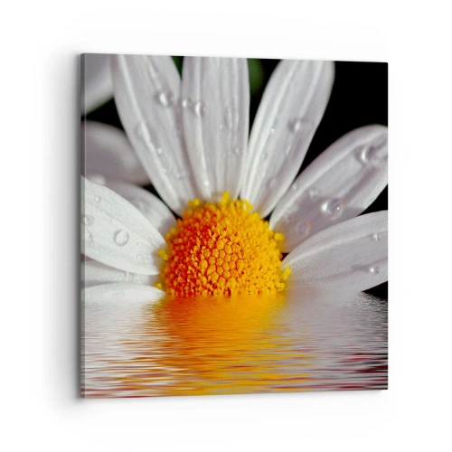 Quadro su tela - Stampe su Tela - L'alba della margherita - 70x70 cm