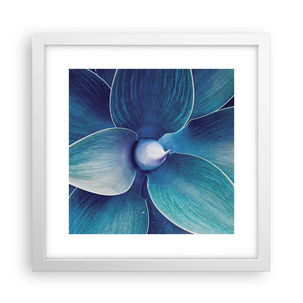 Poster in cornice bianca - Imbluito dal sole - 30x30 cm