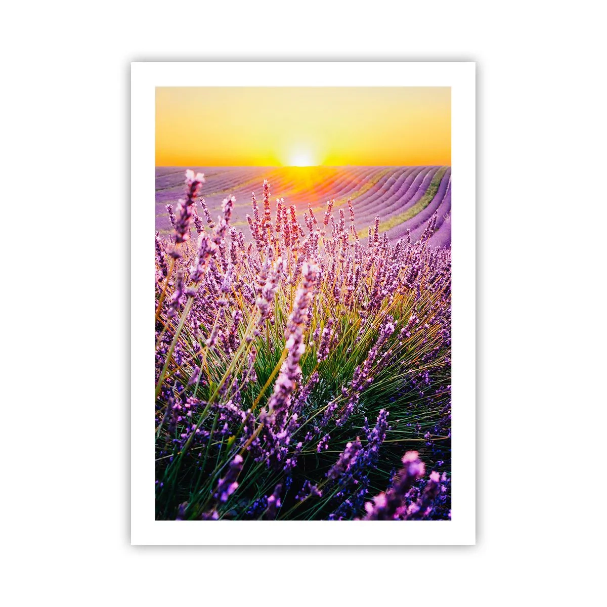 Poster - Un campo di lavanda illuminato dai raggi del sole al tramonto - 50x70cm - Campo profumato - Decorazione murale moderna per soggiorno e camera da letto ARTTOR