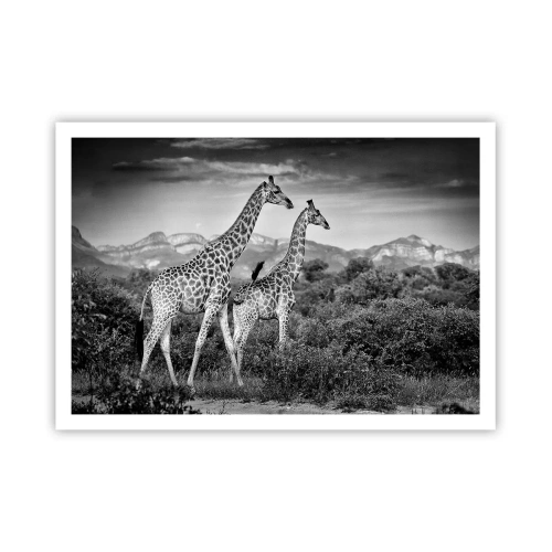 Poster - Sagome in bianco e nero di due giraffe nella savana - 100x70cm - Alta classe in Africa - Decorazione murale moderna per soggiorno e camera da letto ARTTOR