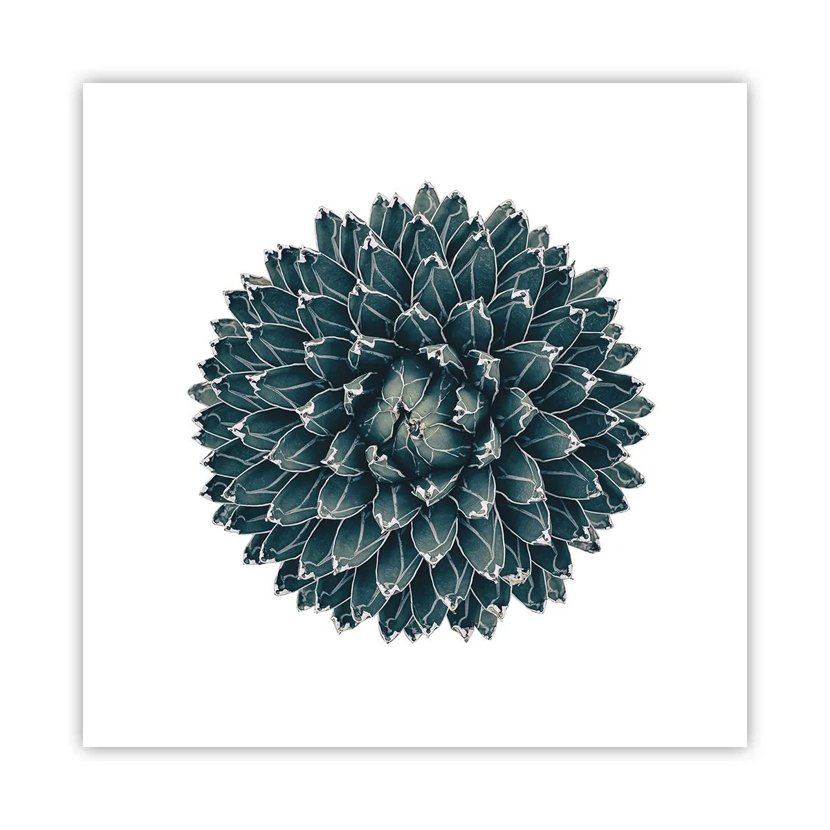 Poster - La stella del deserto - 50x50 cm