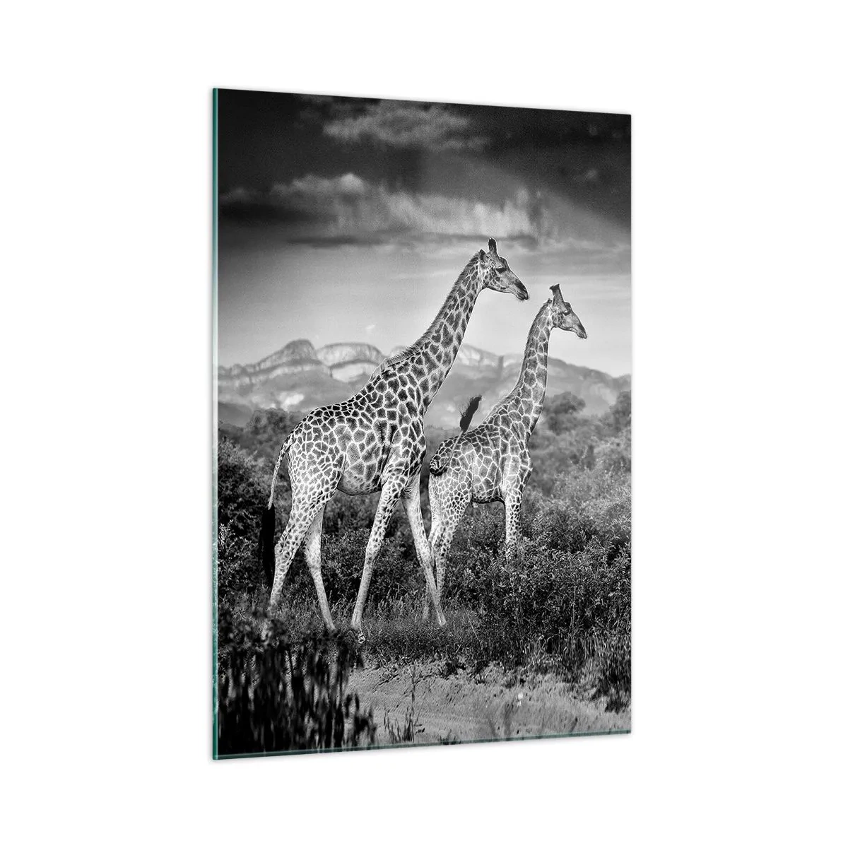 Quadro su vetro - Una fotografia in bianco e nero di due giraffe nella savana. - 50x70cm - Alta classe in Africa - Decorazione murale moderna per soggiorno e camera da letto ARTTOR