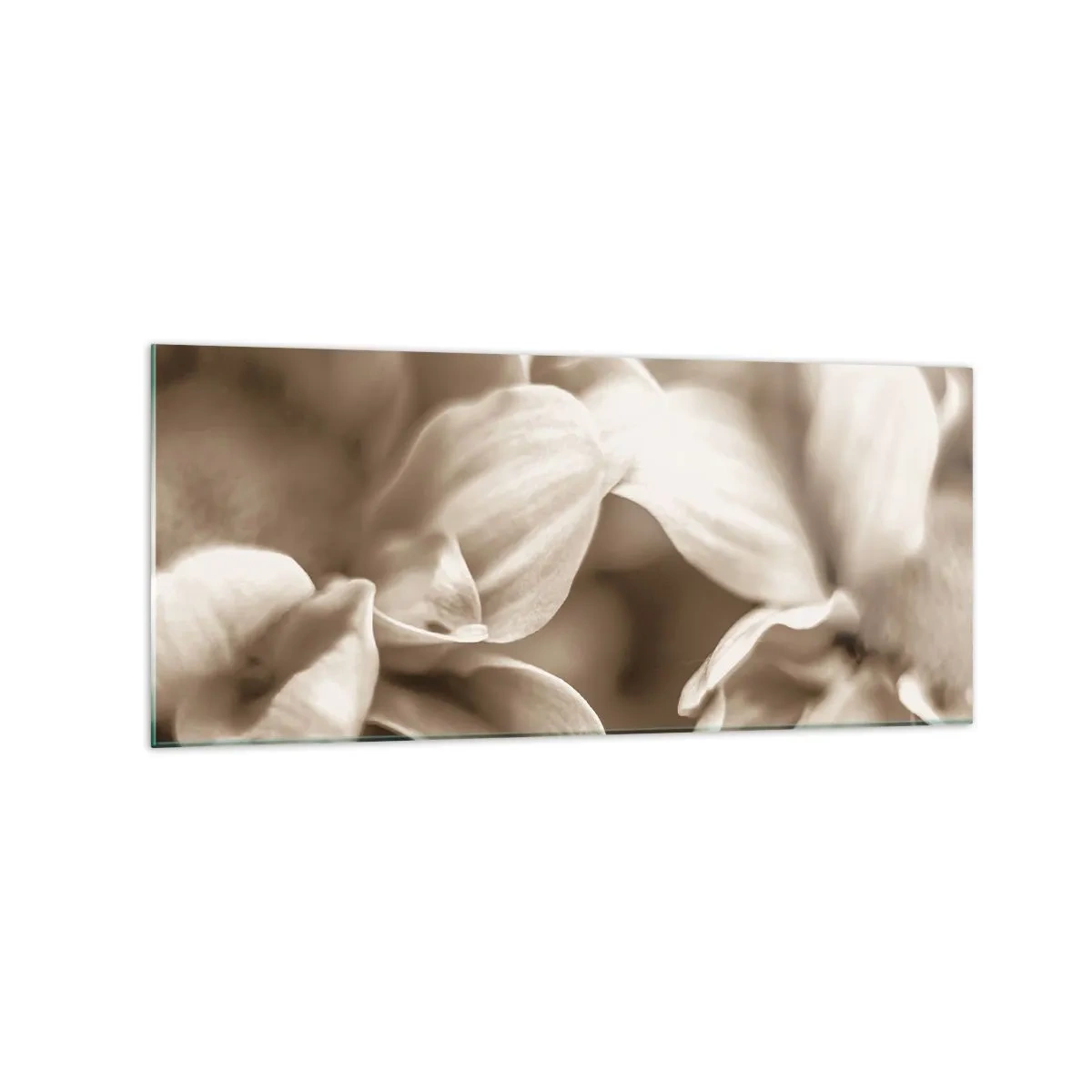 Quadro su vetro - Primo piano di fiori in una delicata tonalità seppia con contorni morbidi - 120x50cm - Mite come un sorriso - Decorazione murale moderna per soggiorno e camera da letto ARTTOR
