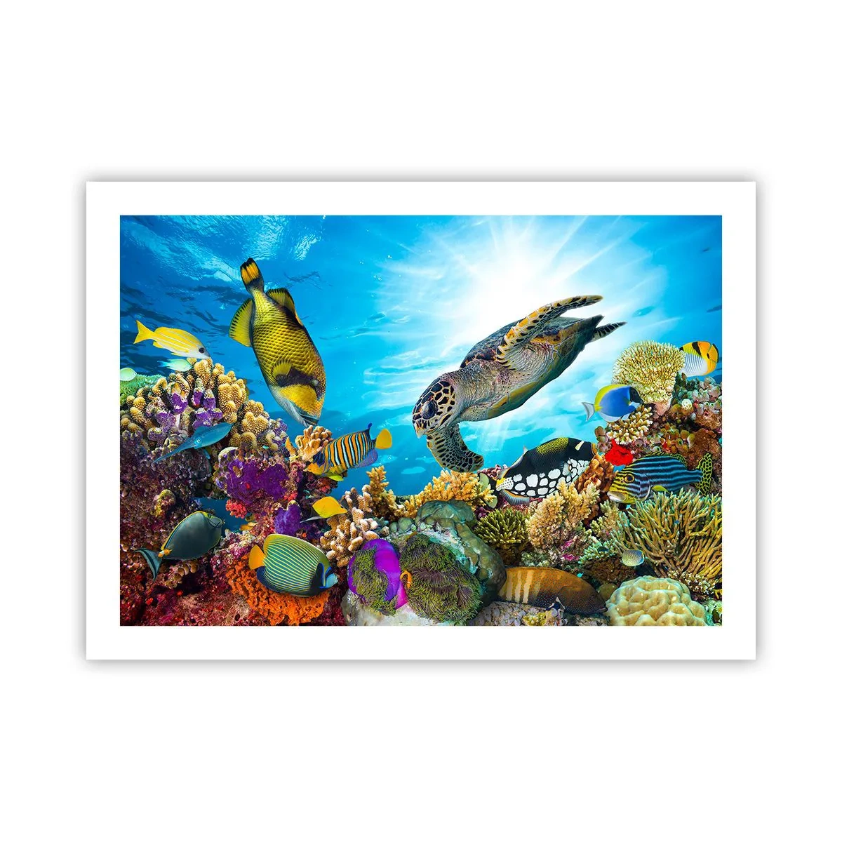 Poster - Passeggiata corallina - 70x50 cm