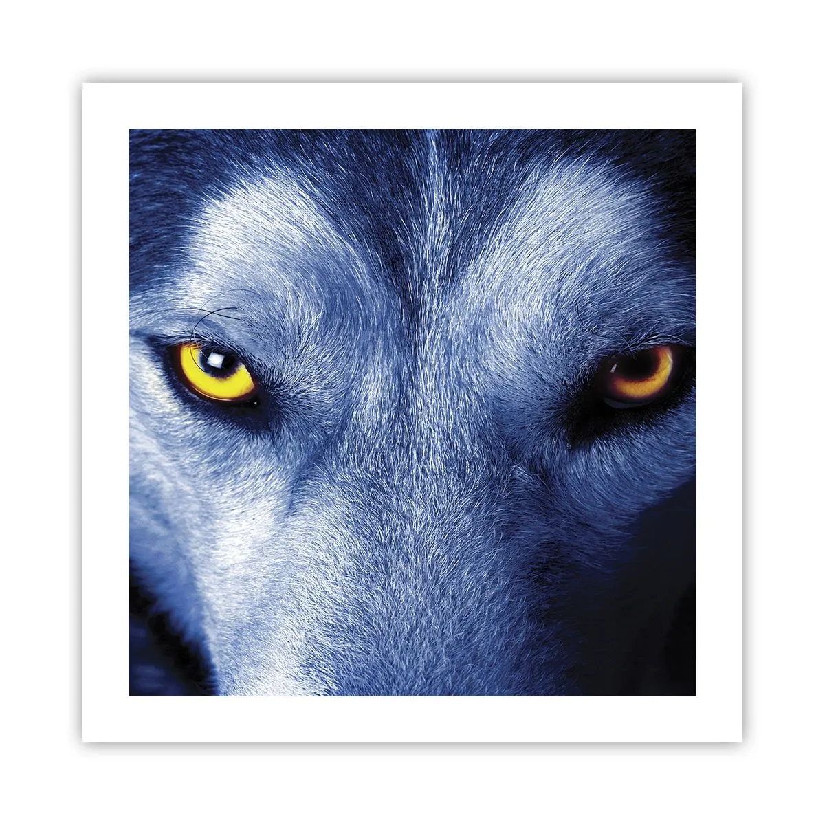 Poster - Sguardo ipnotico - 50x50 cm