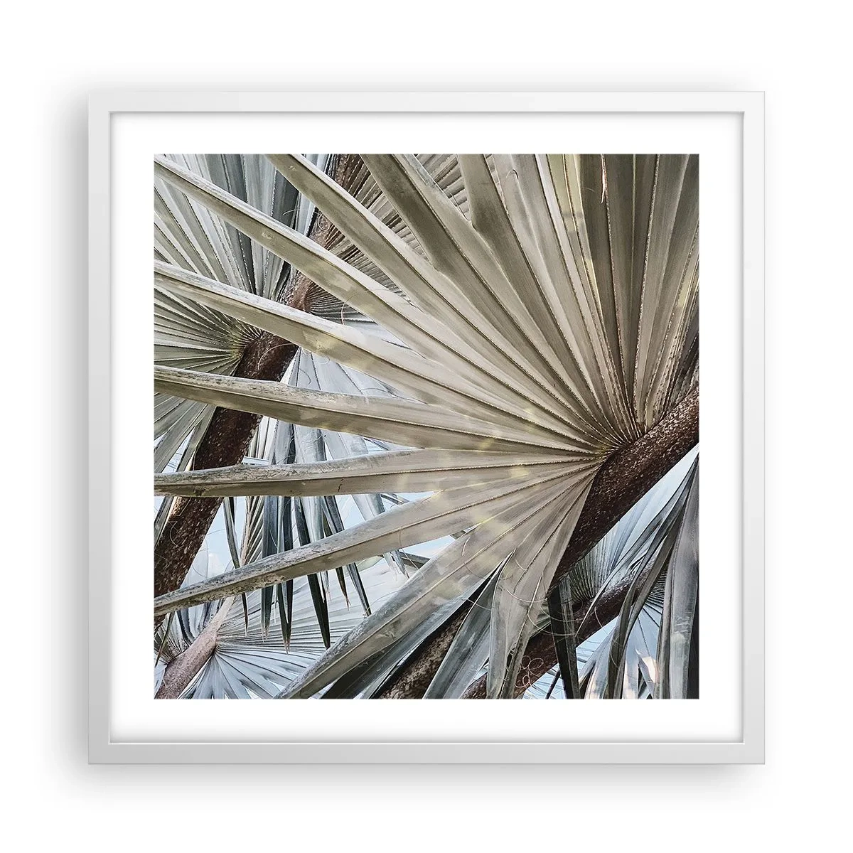 Poster in cornice bianca - Ventagli dei tropici - 50x50 cm