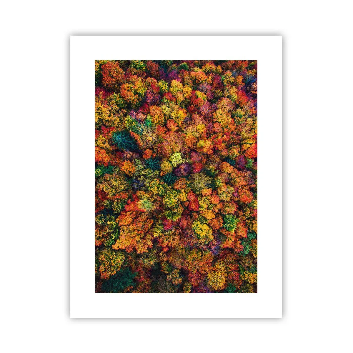Poster - Il bouquet degli alberi d'autunno - 30x40 cm