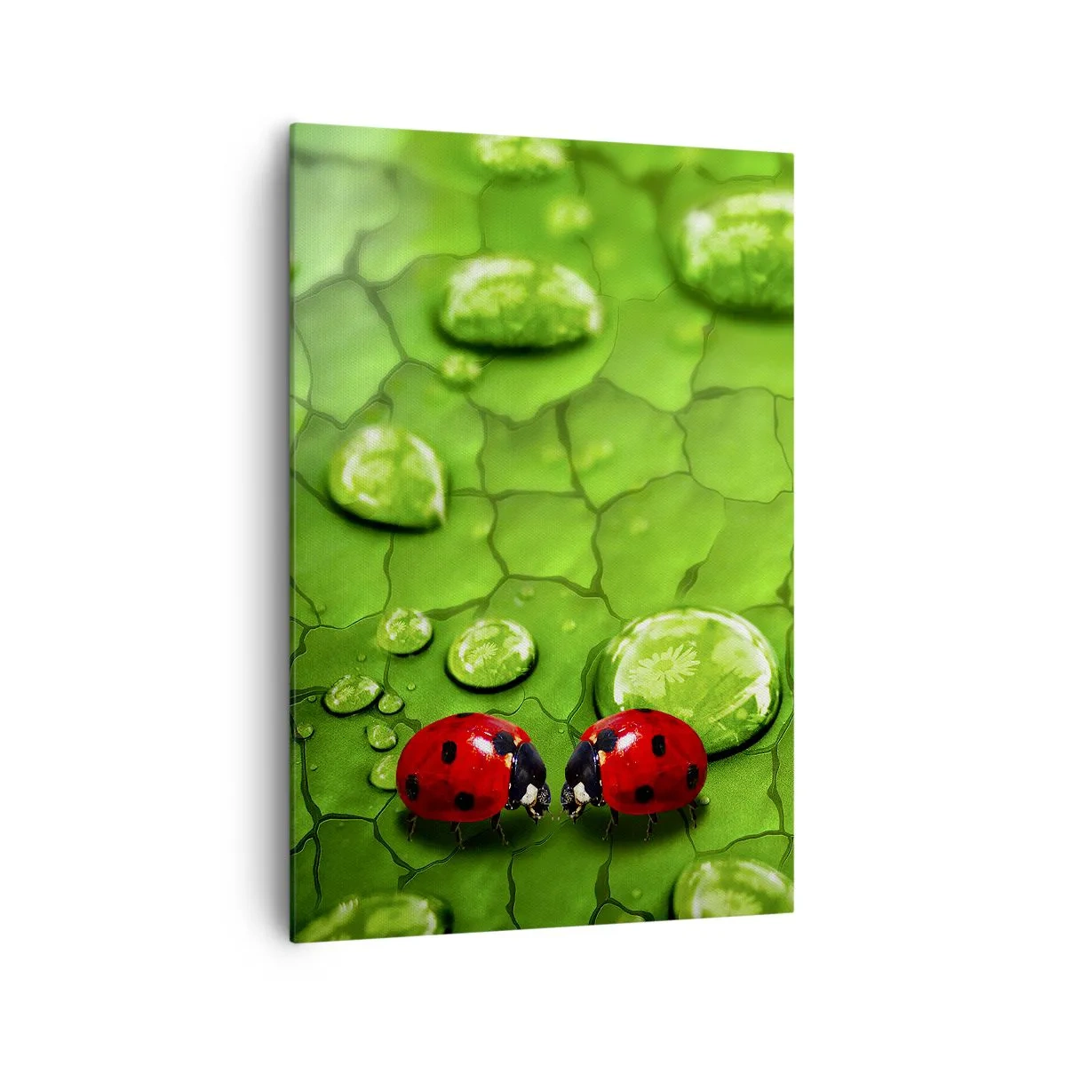 Quadro su tela - Stampe su Tela - Due coccinelle su una foglia con gocce d'acqua in macrofotografia - 70x100cm - Incontro in verde - Decorazione murale moderna per soggiorno e camera da letto ARTTOR