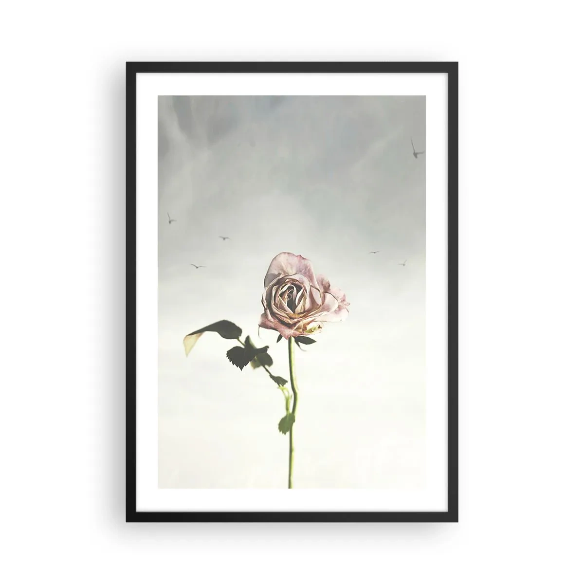 Poster in cornice nera - Una rosa sottile contro un cielo delicato - 50x70cm - Il benvenuto alla primavera - Decorazione murale moderna per soggiorno e camera da letto ARTTOR