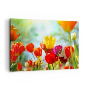 Quadro su tela - Stampe su Tela - Tulipani colorati al sole - 120x80cm - Tutti i colori del sole - Decorazione murale moderna per soggiorno e camera da letto ARTTOR