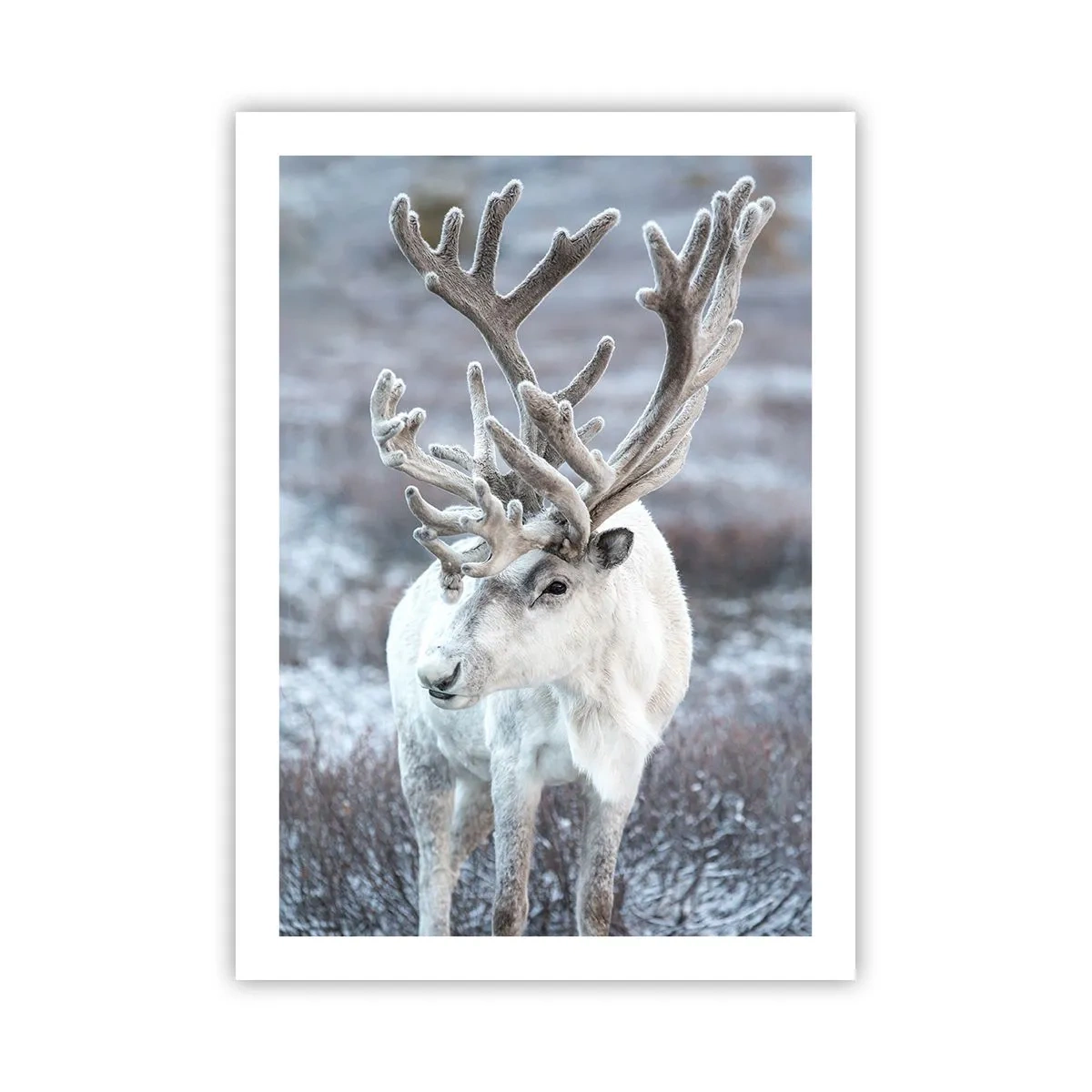 Poster - Renna bianca in un paesaggio invernale - 50x70cm - Ritratto al sole - Decorazione murale moderna per soggiorno e camera da letto ARTTOR