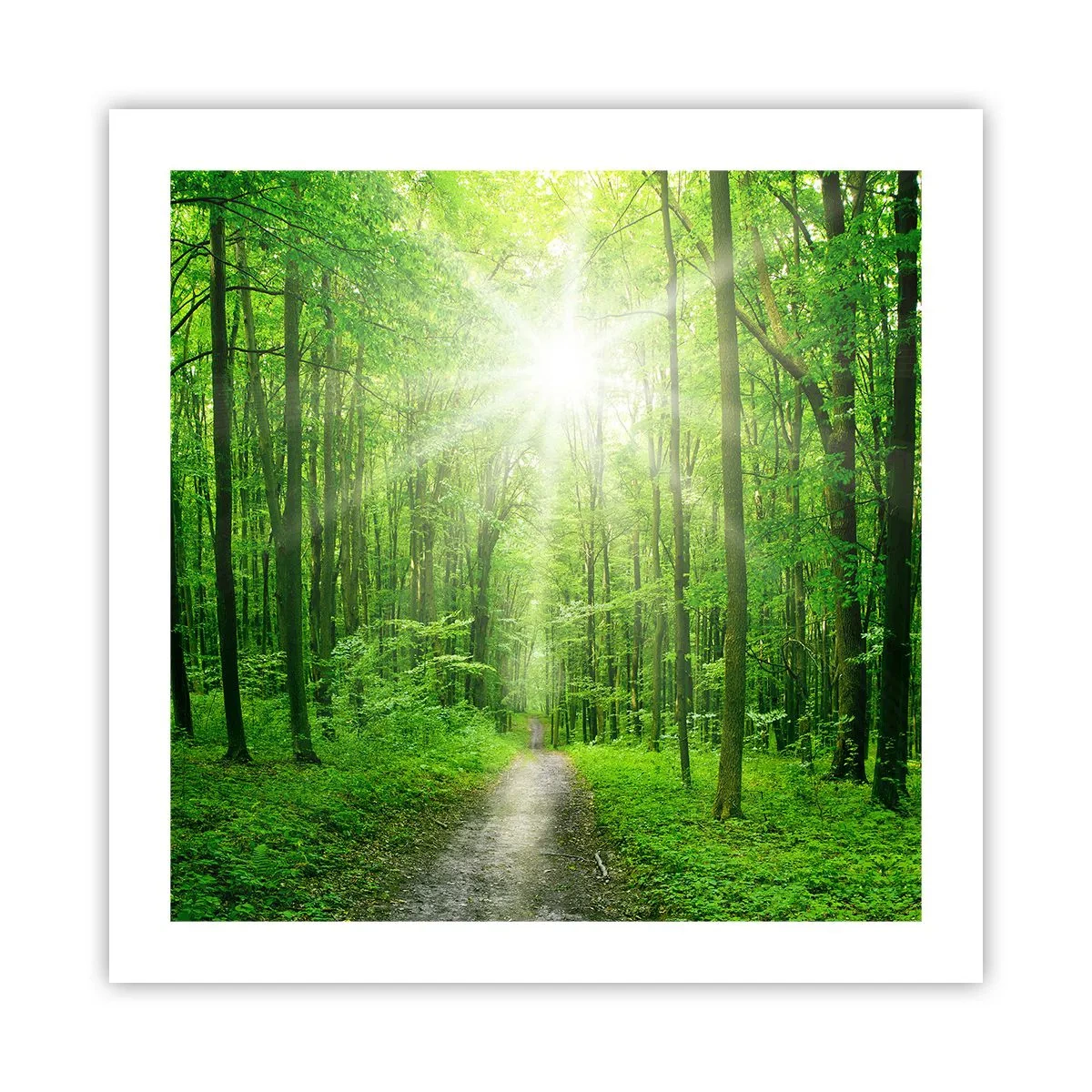 Poster - Cattedrale verde - 50x50 cm