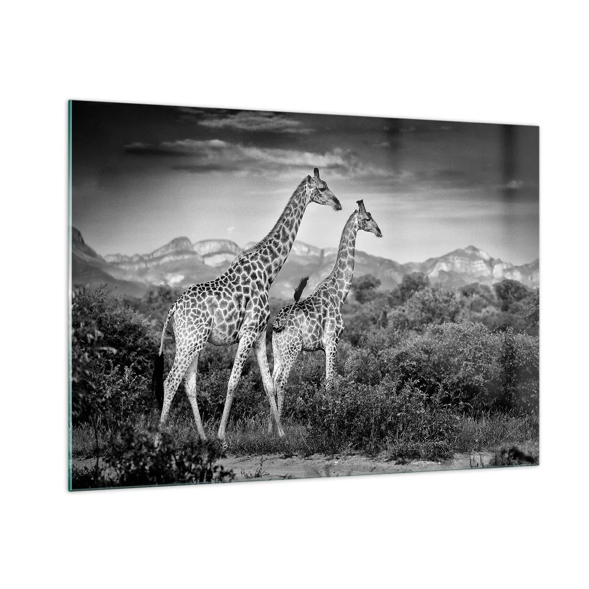 Quadro su vetro - Una fotografia in bianco e nero di due giraffe nella savana. - 100x70cm - Alta classe in Africa - Decorazione murale moderna per soggiorno e camera da letto ARTTOR