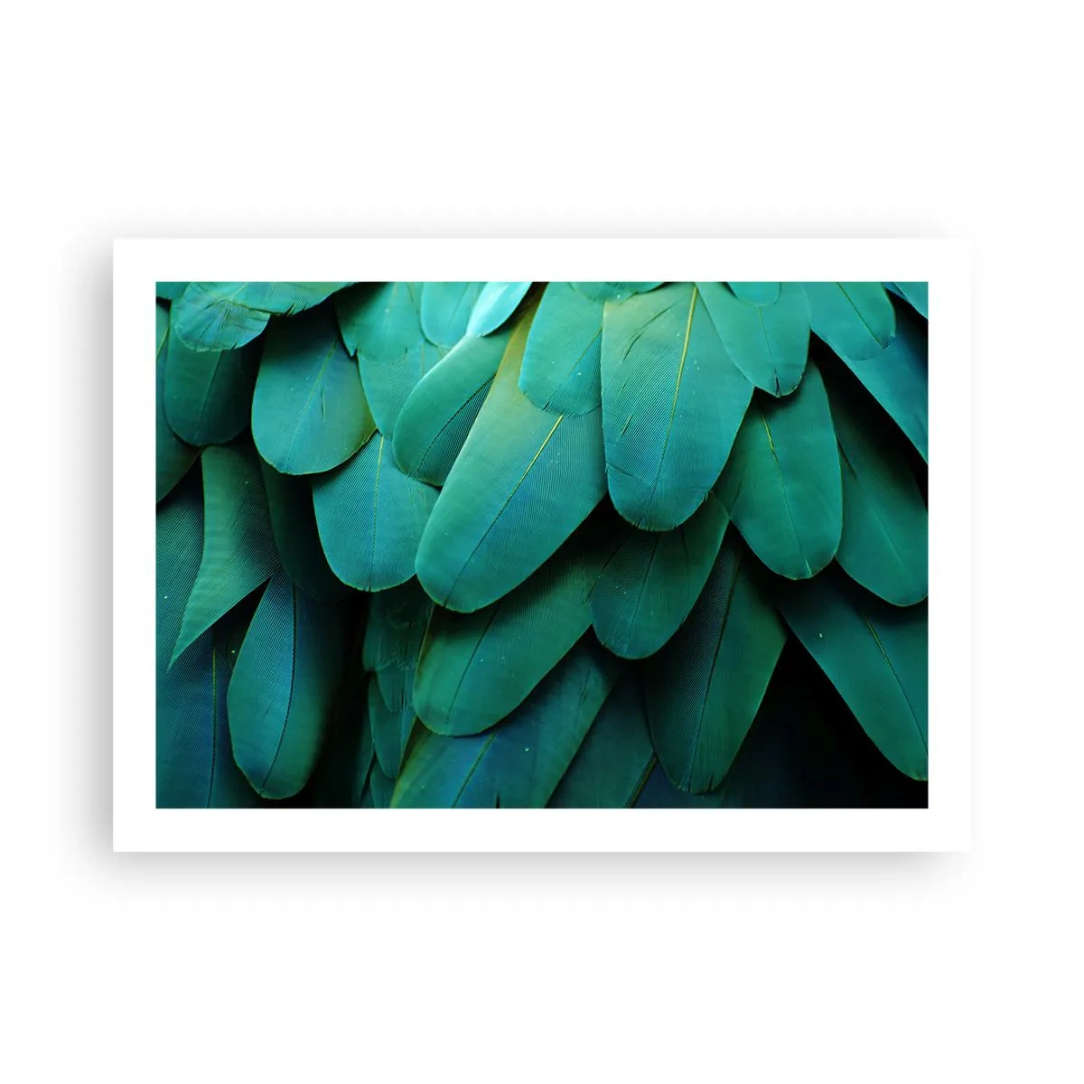 Poster - Precisione da pappagallo - 70x50 cm