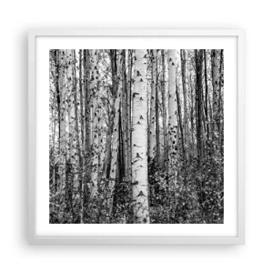 Poster in cornice bianca - Colonnato di betulle - 50x50 cm
