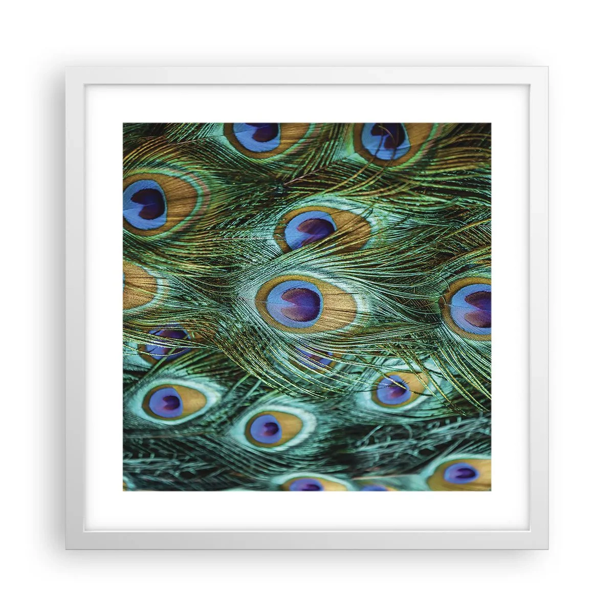 Poster in cornice bianca - Lo sguardo del pavone - 40x40 cm