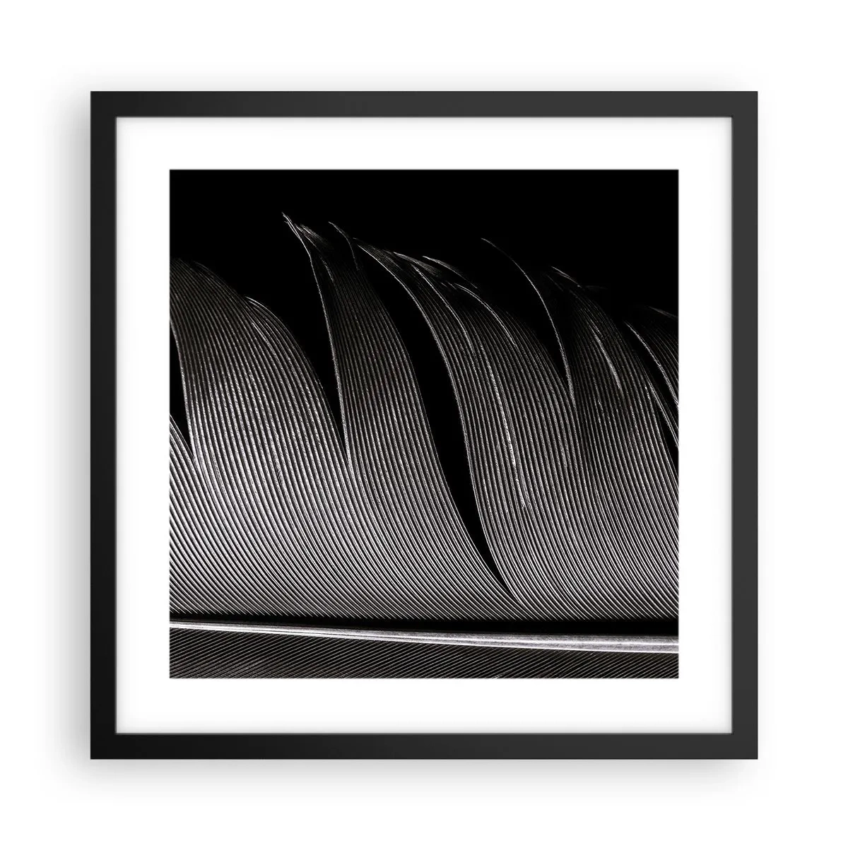 Poster in cornice nera - Piuma: struttura meravigliosa - 40x40 cm
