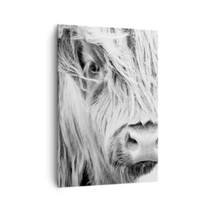 Quadro su tela - Stampe su Tela - Ritratto di una mucca scozzese in bianco e nero - 70x100cm - Selvaticità scozzese - Decorazione murale moderna per soggiorno e camera da letto ARTTOR