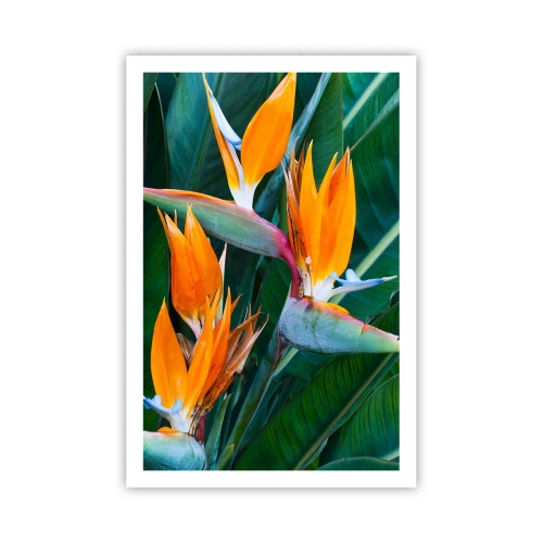 Poster - È un fiore o un uccello? - 61x91 cm