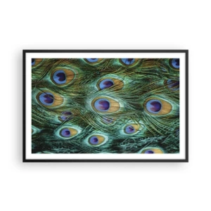 Poster in cornice nera - Lo sguardo del pavone - 91x61 cm