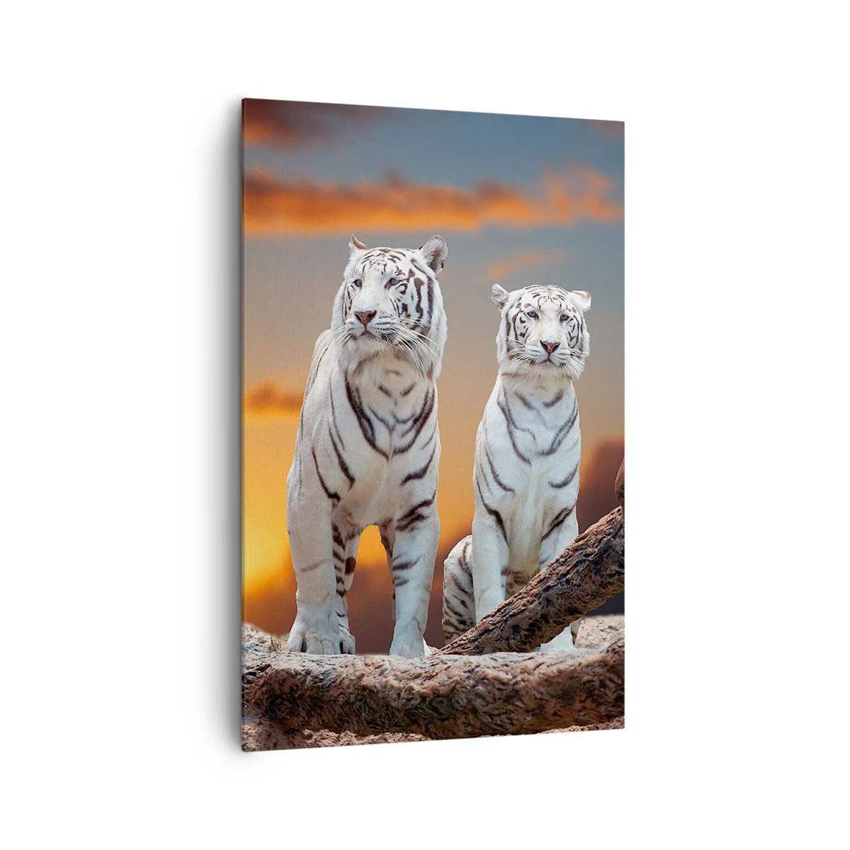 Quadro su tela - Stampe su Tela - Tigri bianche al tramonto sullo sfondo della natura - 80x120cm - Proprio come a Narnia - Decorazione murale moderna per soggiorno e camera da letto ARTTOR