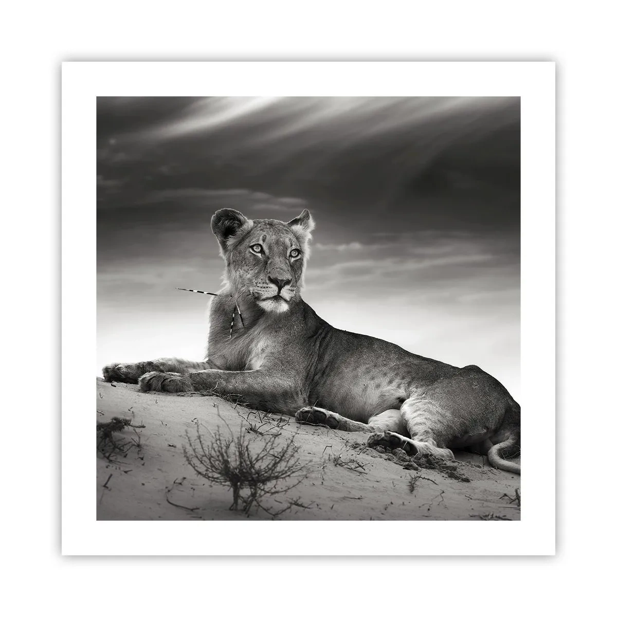 Poster - Il riposo della regina del deserto - 50x50 cm