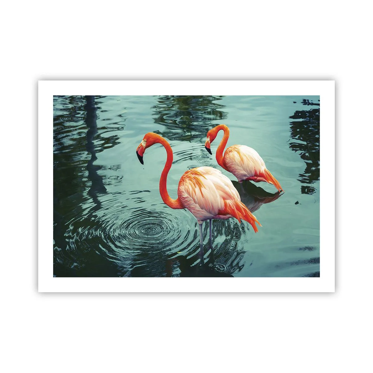 Poster - Adesso siamo di moda - 70x50 cm