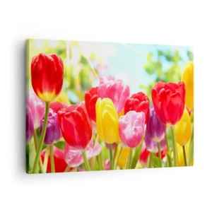 Quadro su tela - Stampe su Tela - Tulipani colorati in piena fioritura su uno sfondo primaverile - 70x50cm - Eccoci, i colori di maggio! - Decorazione murale moderna per soggiorno e camera da letto ARTTOR
