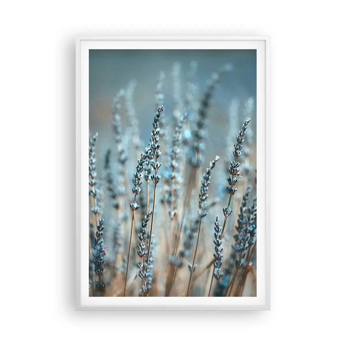 Poster in cornice bianca - Campo profumato - 70x100 cm