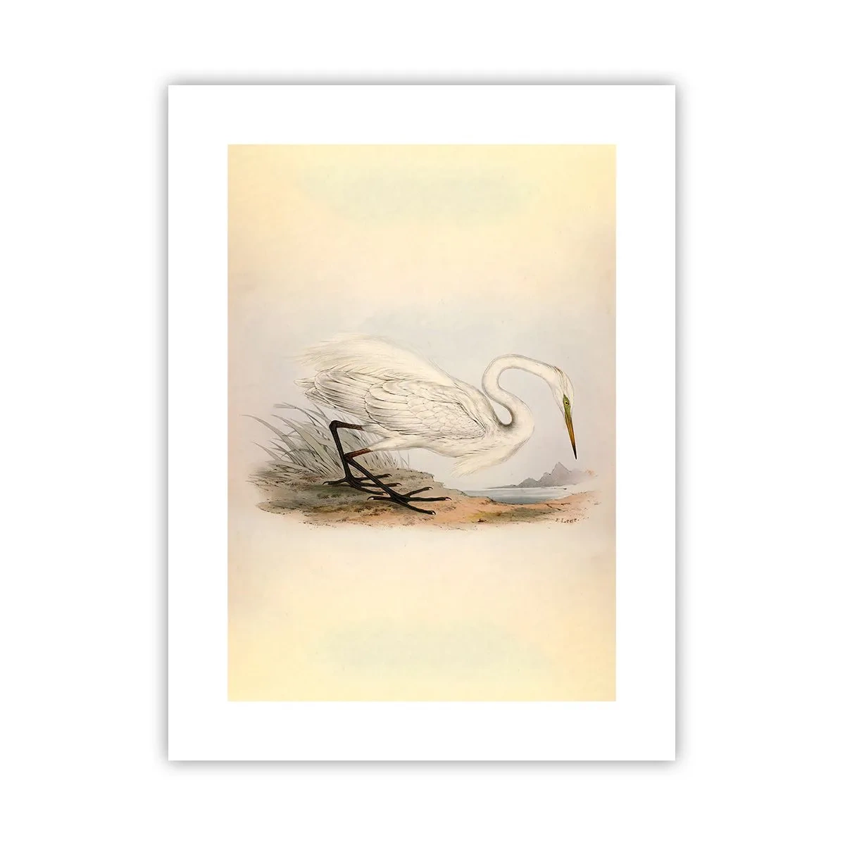 Poster - La signora nel canneto - 30x40 cm