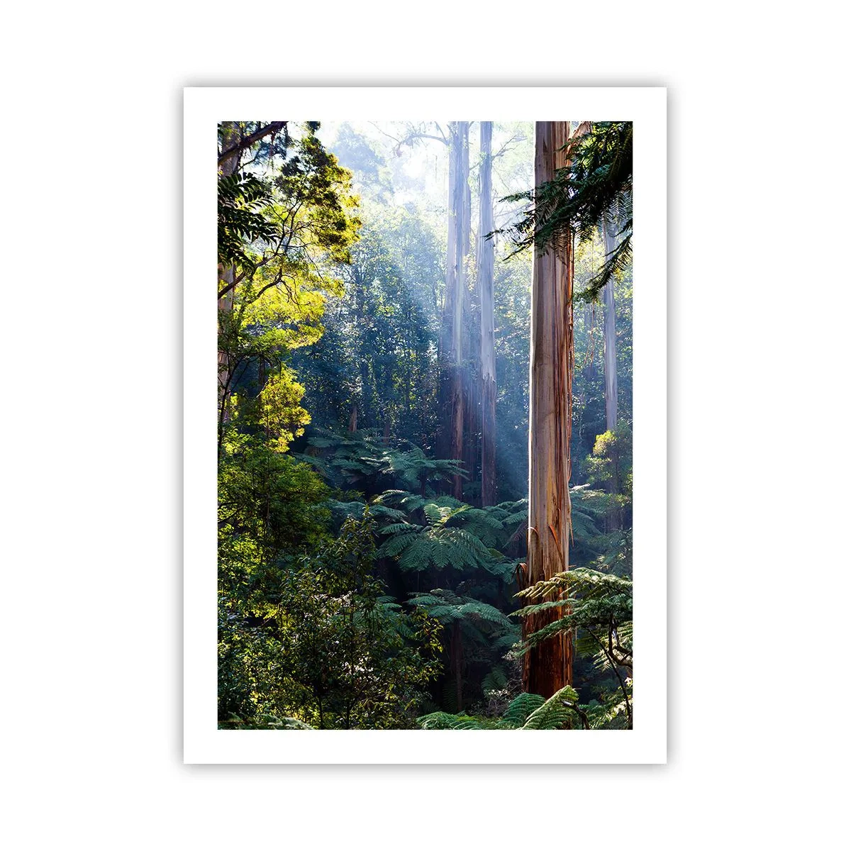 Poster - Foresta pluviale tropicale illuminata dalla luce del sole - 50x70cm - La favola del bosco - Decorazione murale moderna per soggiorno e camera da letto ARTTOR