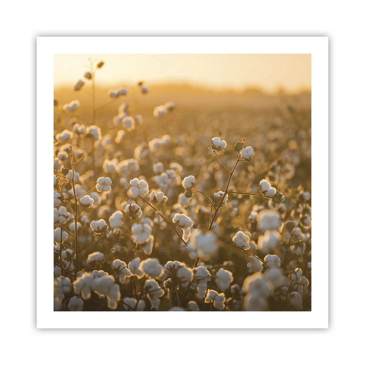 Poster - Campo di morbidezza - 60x60 cm