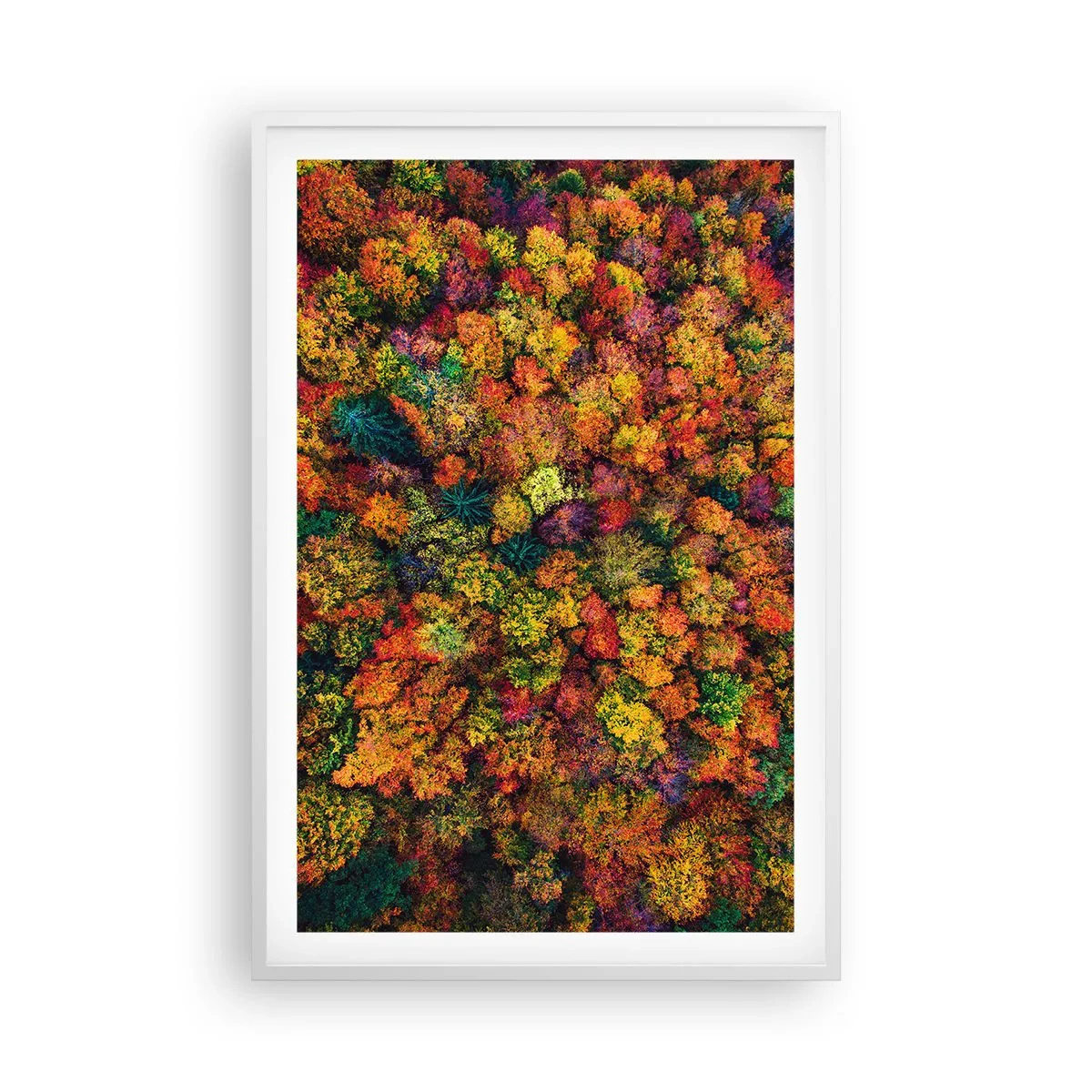 Poster in cornice bianca - Il bouquet degli alberi d'autunno - 61x91 cm