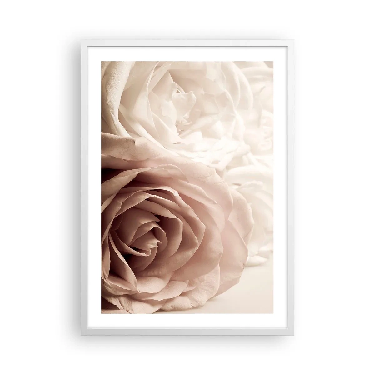 Poster in cornice bianca - Nel cuore della rosa - 50x70 cm